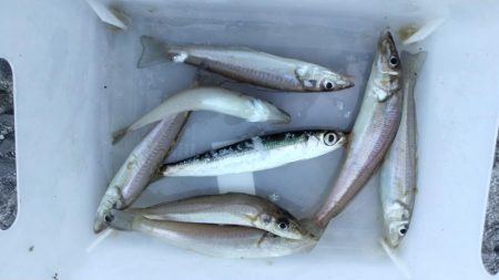 播磨新島釣行２５