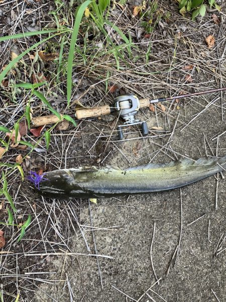 サイトナマズ58cm