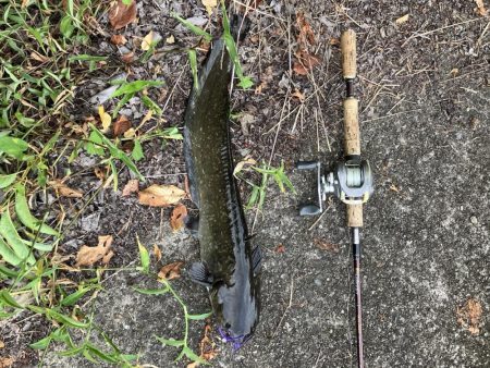 デイ見えナマズ56cm