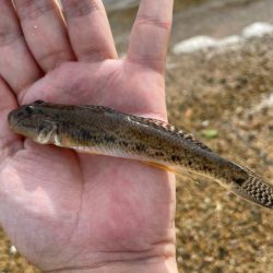 この時期にしては良型が多く、今後さらに期待できそう