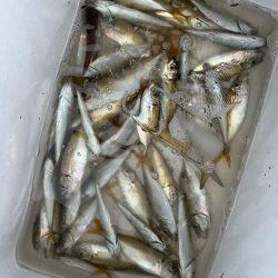 サビキ釣り・シーサイド