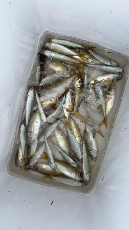 サビキ釣り・シーサイド