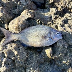 久しぶりのフカセ