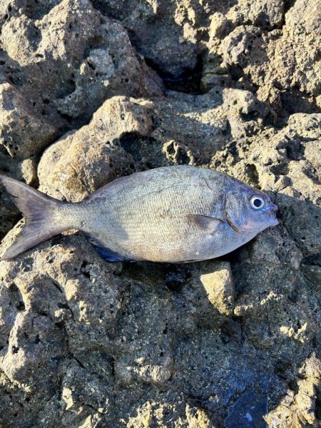 久しぶりのフカセ