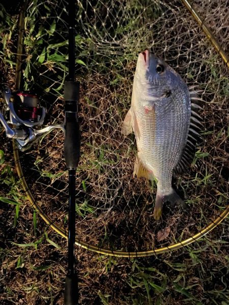 今季初アーバンチニング①