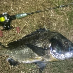 連日のヌーチ調査とフック試し