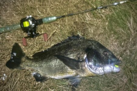 連日のヌーチ調査とフック試し