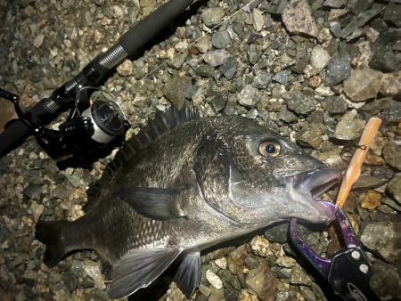 地蔵盆の港湾チヌ釣り