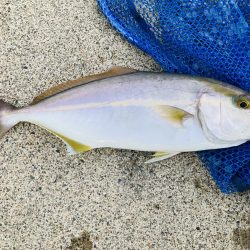 ライトショアジギング