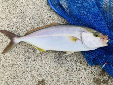 ライトショアジギング