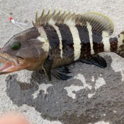 ライトショアジギング