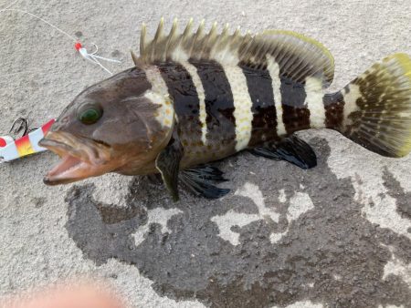 ライトショアジギング