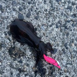 エギング新子調査