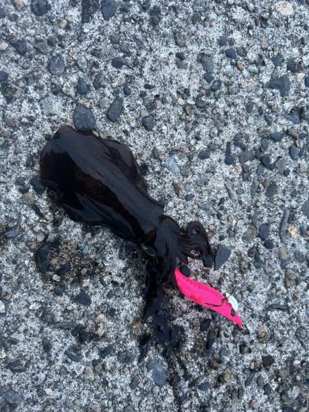 エギング新子調査