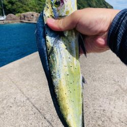 釣れてる人に倣え