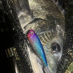 トップとテクトロで