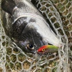 稚魚に沸くチヌ!23キャッチ!