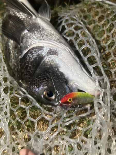 稚魚に沸くチヌ!23キャッチ!