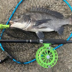 活性高かったが2枚