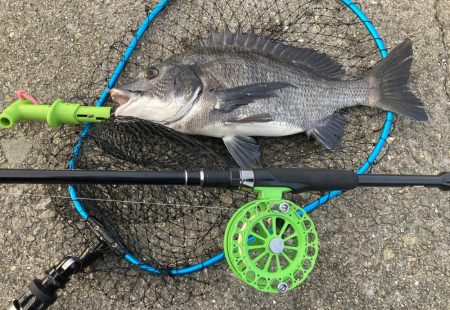 活性高かったが2枚