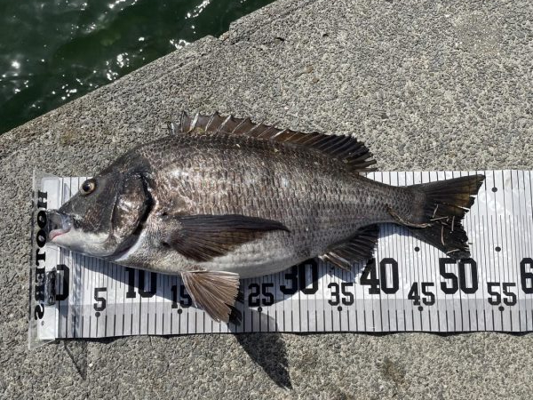 イチノ兄弟、釣果！