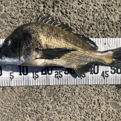 イチノ兄弟、釣果!