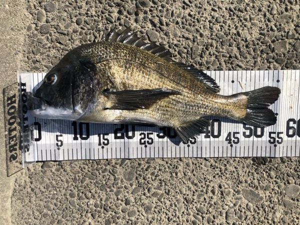 イチノ兄弟、釣果!