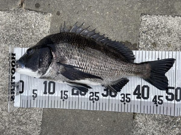 イチノ兄弟、釣果！