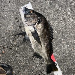 自粛明けサナギフカセ