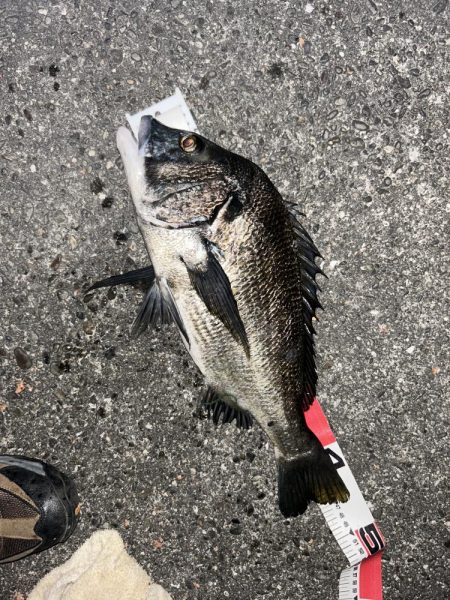 自粛明けサナギフカセ