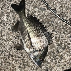 今日は青流してチヌ!