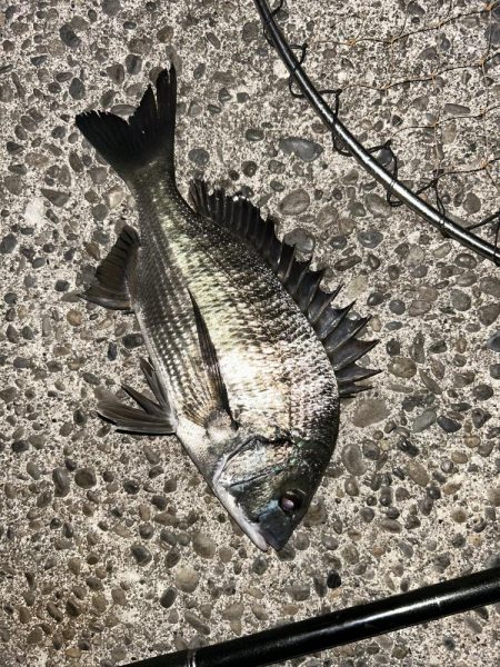 今日は青流してチヌ!