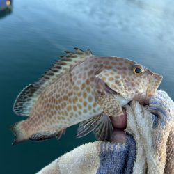 台風前にこそっとオオモン