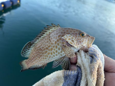 台風前にこそっとオオモン