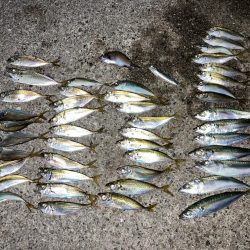 サビキで大漁！