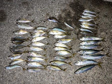 サビキで大漁！