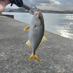 淡路島 アジング