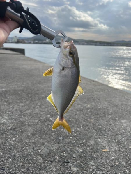 淡路島 アジング