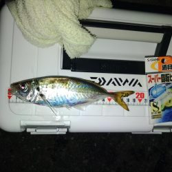 フロートゲーム~