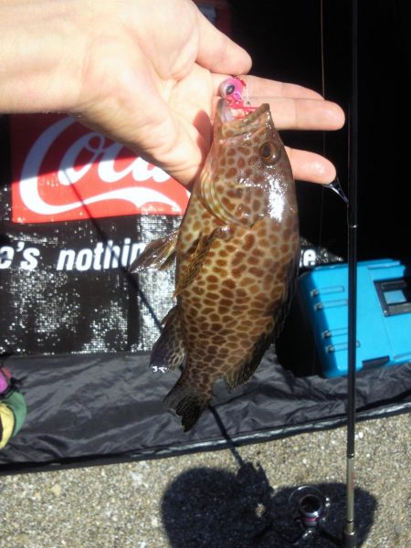 色々釣れました