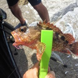 あまり釣れませんでした