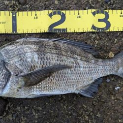 昼は暑い→夜釣り