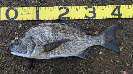 昼は暑い→夜釣り