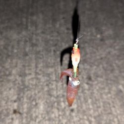 スッテでケンサキイカ