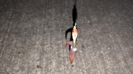 スッテでケンサキイカ