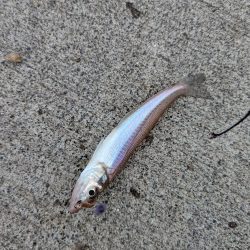 台風直前キス釣り
