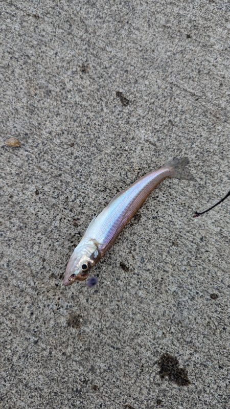 台風直前キス釣り