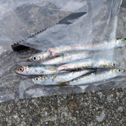 サビキとナス型オモリのみでサビキ釣り