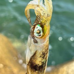 姫路エギング!!