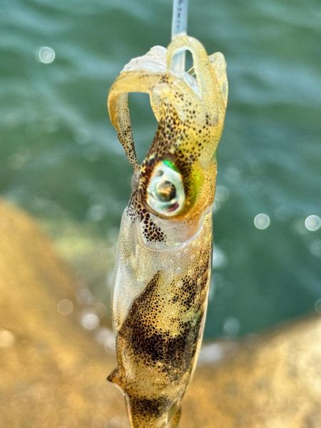 姫路エギング！！